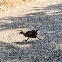 Gallirallus australis