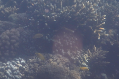 Pomacentrus moluccensis