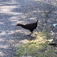 Gallirallus australis