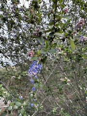 Ceanothus tomentosus