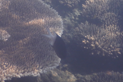 Acanthochromis polyacanthus