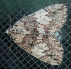 Hydriomena irata