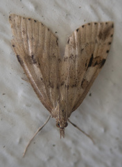 Udea washingtonalis