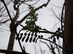 Phyllanthus emblica