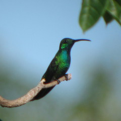 Anthracothorax prevostii