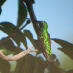 Anthracothorax prevostii