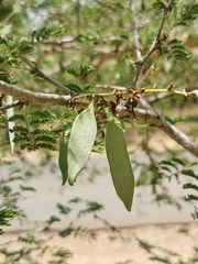 Senegalia erubescens