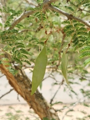Senegalia erubescens