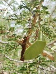 Senegalia erubescens