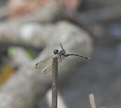 Nannophlebia eludens