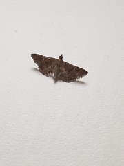 Nacoleia rhoeoalis