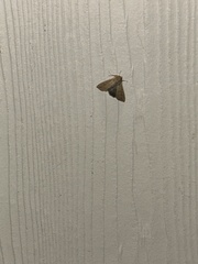 Galgula partita