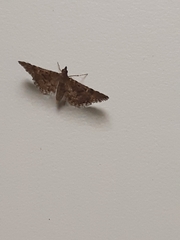 Nacoleia rhoeoalis