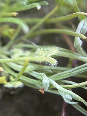 Pectocarya linearis ferocula