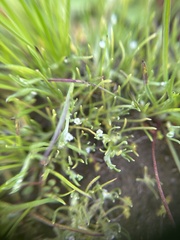 Pectocarya linearis ferocula