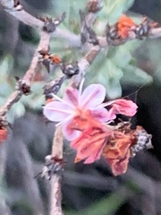 Eriogonum wrightii dentatum