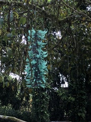 Strongylodon macrobotrys