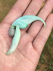 Strongylodon macrobotrys