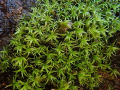 Grimmia trichophylla