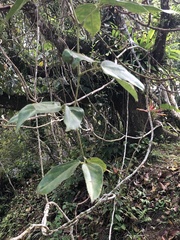 Strongylodon macrobotrys