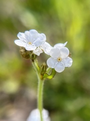 Plagiobothrys nothofulvus