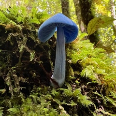 Entoloma hochstetteri