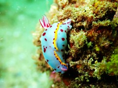 Hypselodoris bennetti