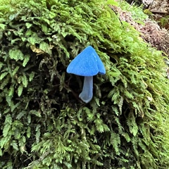 Entoloma hochstetteri