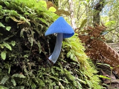 Entoloma hochstetteri