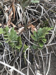 Asplenium obtusatum