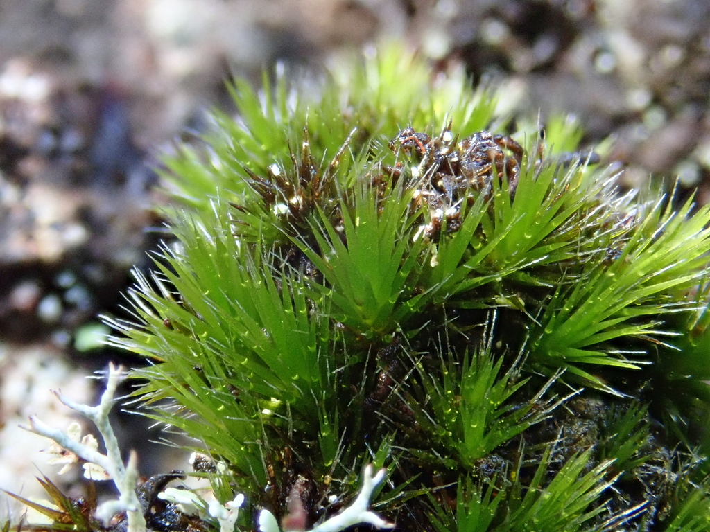 Stiff Swan-neck Moss