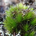 Stiff Swan-neck Moss - Photo (c) Christian Berg, some rights reserved (CC BY), uploaded by Christian Berg