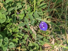 Clitoria