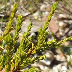 Calytrix tetragona