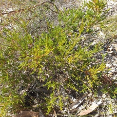 Calytrix tetragona