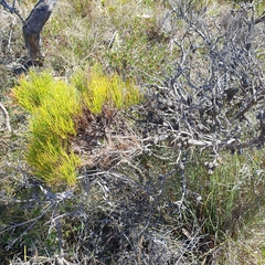 Allocasuarina