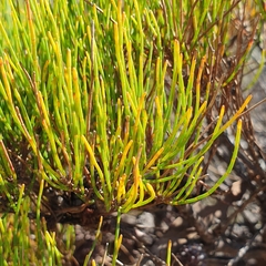 Allocasuarina