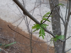 Phyllanthus emblica