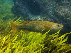 Olisthops cyanomelas