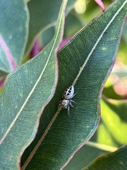 Opisthoncus sexmaculatus