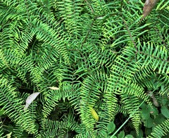 Gleichenia microphylla