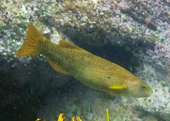 Olisthops cyanomelas