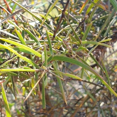 Hakea ulicina