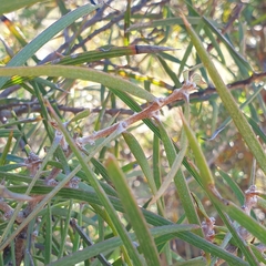 Hakea ulicina