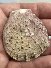 Spondylus gaederopus