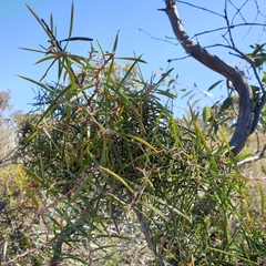 Hakea ulicina