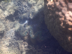 Tridacna gigas