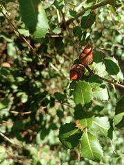 Quercus coccifera