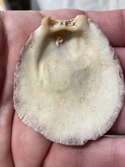 Spondylus gaederopus