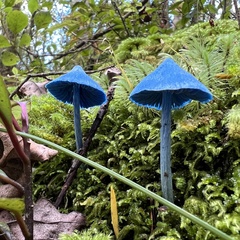 Entoloma hochstetteri